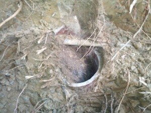 tree roots sewer pipe plumbing services